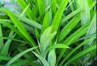 Daun pandan