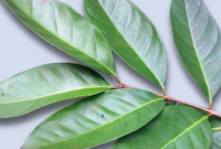 daun-salam