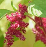 Amaranth