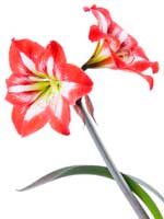 Amaryllis