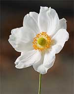 Anemone