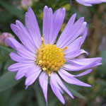 Aster