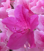 Azalea