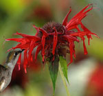 Bergamot