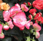 Begonia