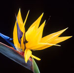 Bird of Paradise