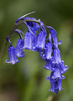 Bluebell