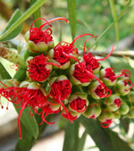 Bottlebrush