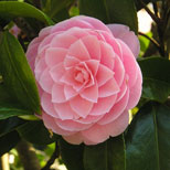 Camellia
