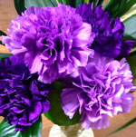 Carnation
