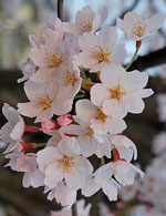 Cherry Blossom