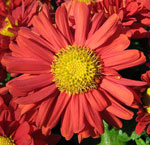 Chrysanths