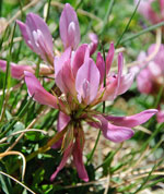 Clover