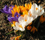 Crocus