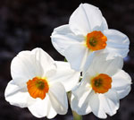 Daffodil