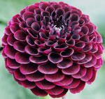 Dahlia