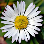 Daisy