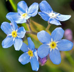 Forget-Me-Not