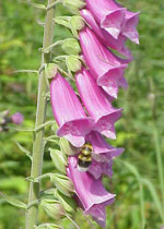 Foxglove