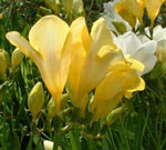 Freesia