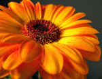 Gerbera