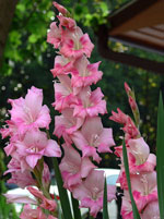 Gladiolus