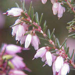 Heather