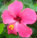 Hibiscus