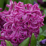 Hyacinth