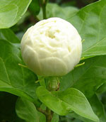 Jasmine