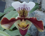 Lady’s Slipper