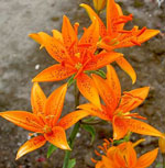 Lily
