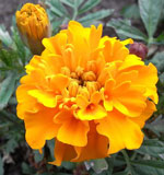 Marigold