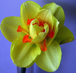 Narcissus