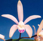 Orchid