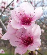 Peach Blossom