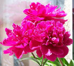 Peony