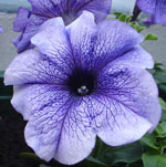 Petunia