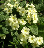 Primrose