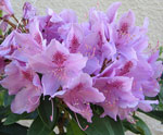 Rhododendron