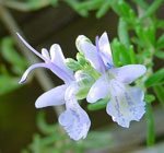 Rosemary
