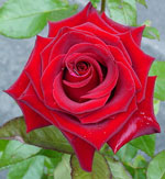 Roses