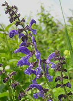 Sage
