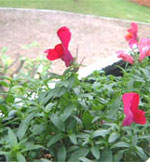 Snapdragon