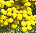 Tansy