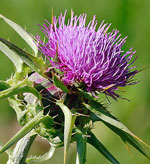 Thistle