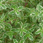 Thyme