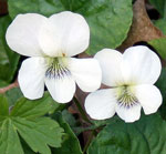 Violets