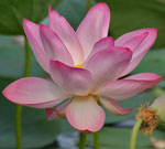 Water Lily