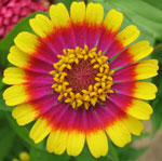Zinnia